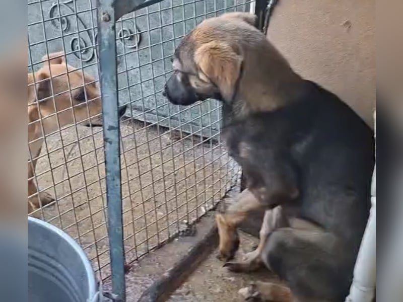 Welpenmädchen Nairobi wünscht sich eine Familie