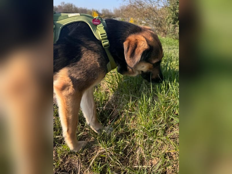 Lieber Schäfi-Mix Loki in 60437 Frankfurt