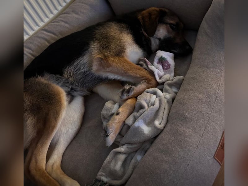 Lieber Schäfi-Mix Loki in 60437 Frankfurt