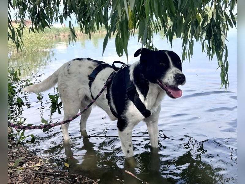 Akira - 4 Jahre, lieb, verschmust, freundlich, verträglich mit Artgenossen