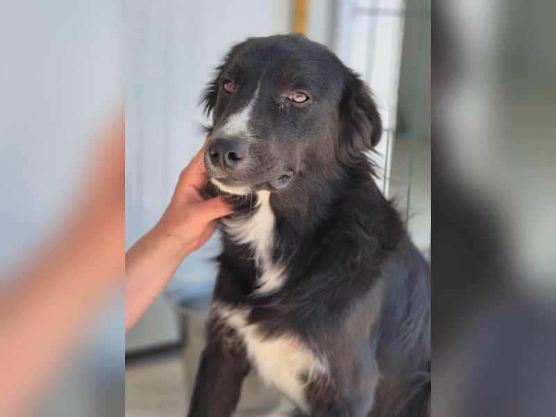 Woody - lieb und anschmiegsam