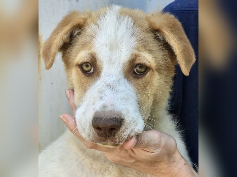 Welpe Teddy sucht Körbchen (D/CH/LUX)