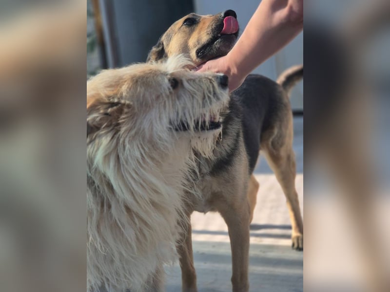 Juline - schüchterner Wuschel