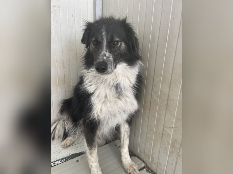 Ruhige Seele Angel sucht ihr Zuhause (D/CH/LUX)