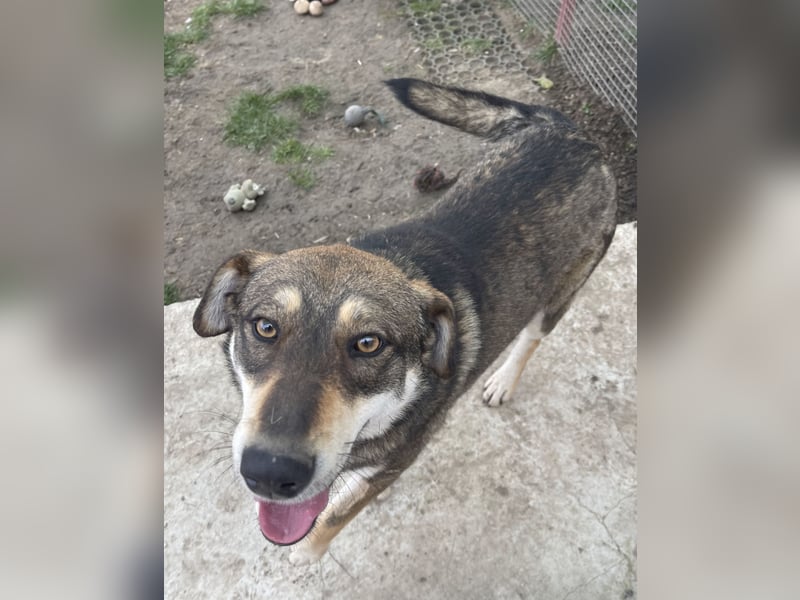 Verschmuster Duke sehnt sich nach Liebe!