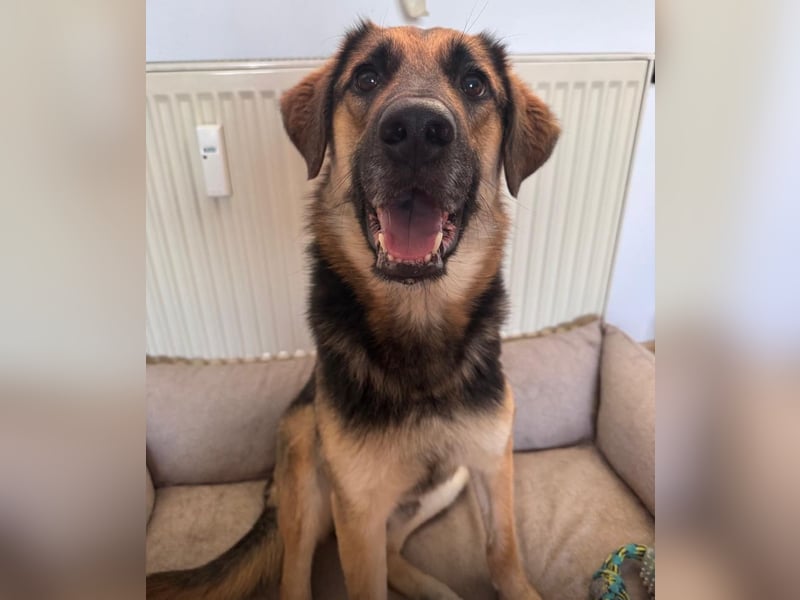 Lieber Schäfi-Mix Loki in 60437 Frankfurt