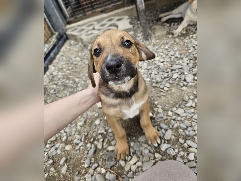 Welpenbub Puck sucht Familie (D-bundesweit/CH/LUX)