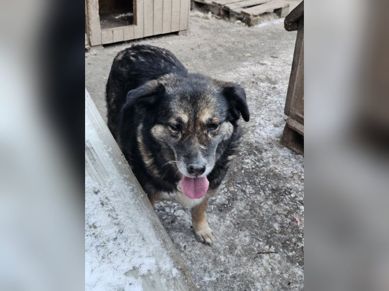 Kiruna sucht endlich ihr Körbchen