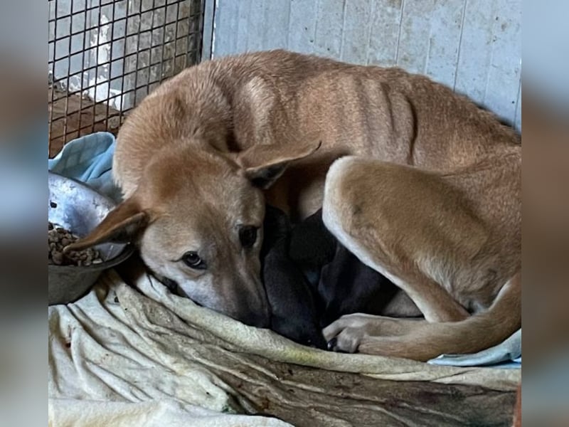 Leni - sehr lieb + sanft