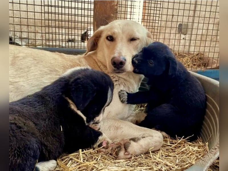 Nola - liebevolle Mama sucht ein Zuhause