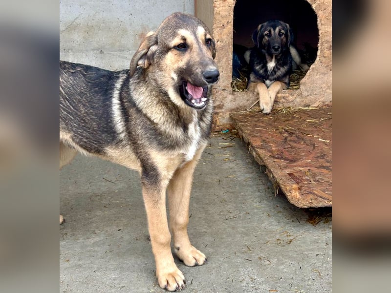 Pedro - Sonnenschein sucht Zuhause