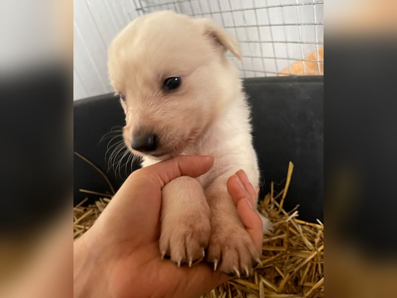 Anouk - scheu, super verträglich mit anderen Hunden