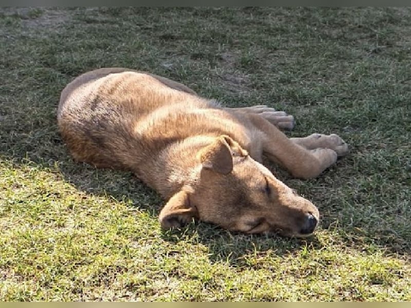 Welpe Leo - mag Katzen, Hunde und Kinder