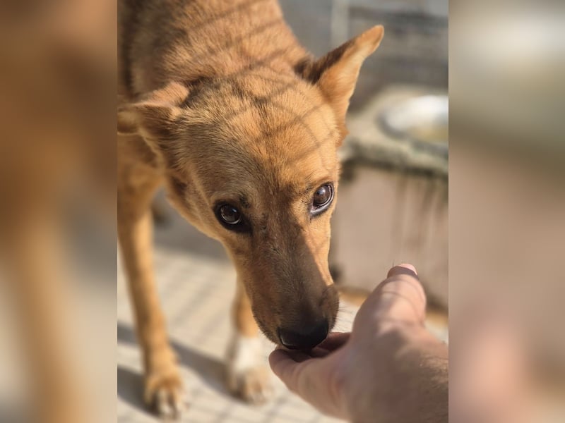 Sienna - schöne Hündin mit viel Potenzial sucht Zuhause (D/ CH/ LUX)