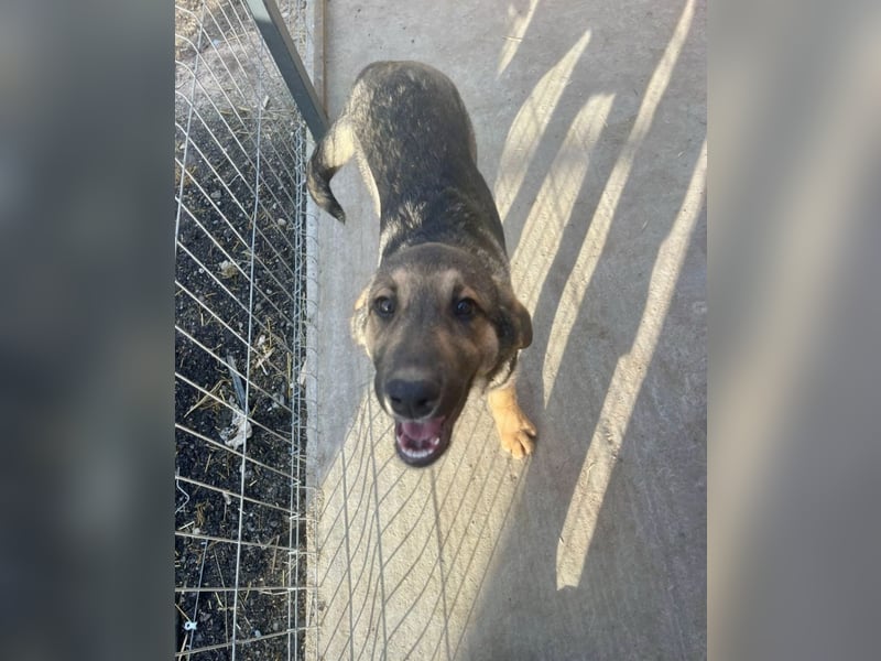 Pedro - Sonnenschein sucht Zuhause