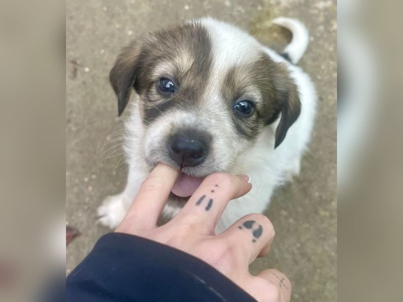 Die süße Nelly möchte so gerne ein Zuhause in D!