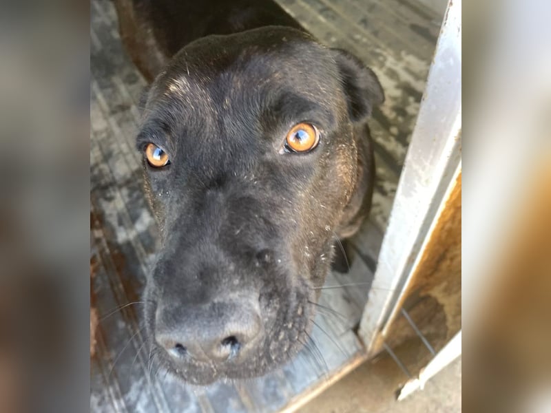 Paula - verschmuster Cane Corso-Mix