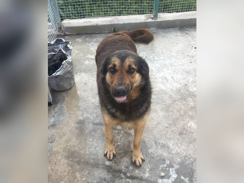 Raya - wartet seit 8 Jahren im Tierheim 