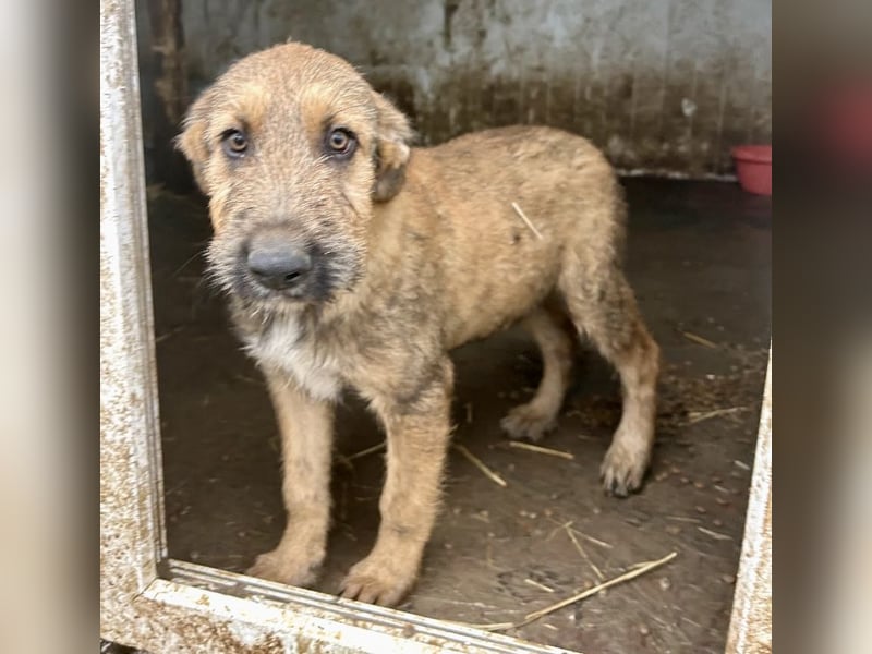 Bluey - auf der Suche nach seiner Familie