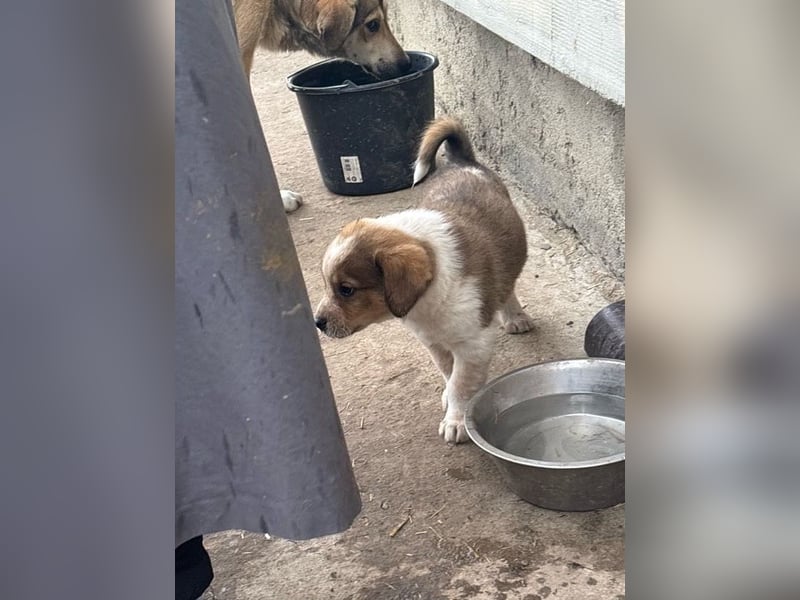 Nuggets - Kleiner Entdecker