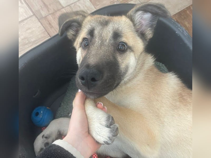 Welpe Samir - angefahren und zurückgelassen