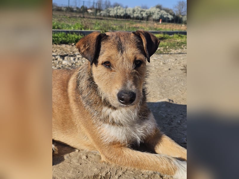 Unglaublich lieber, sanfter Straßenhund Brownie sucht Zuhause