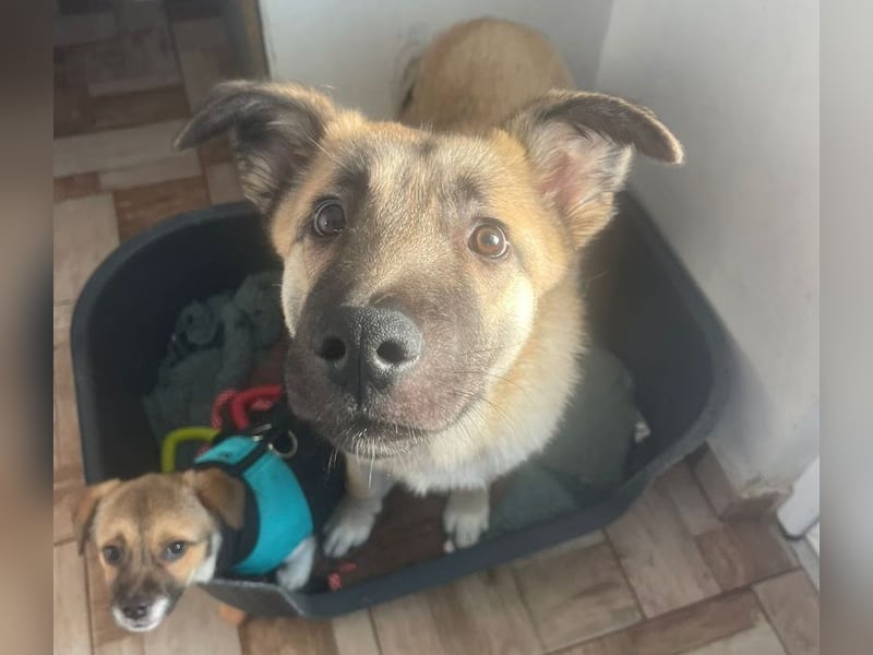 Welpe Samir - angefahren und zurückgelassen