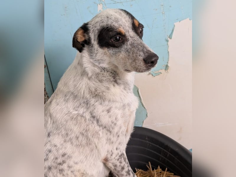 Rasty - schüchterner, 3-jähriger, lieber Rüde sucht ruhiges Zuhause