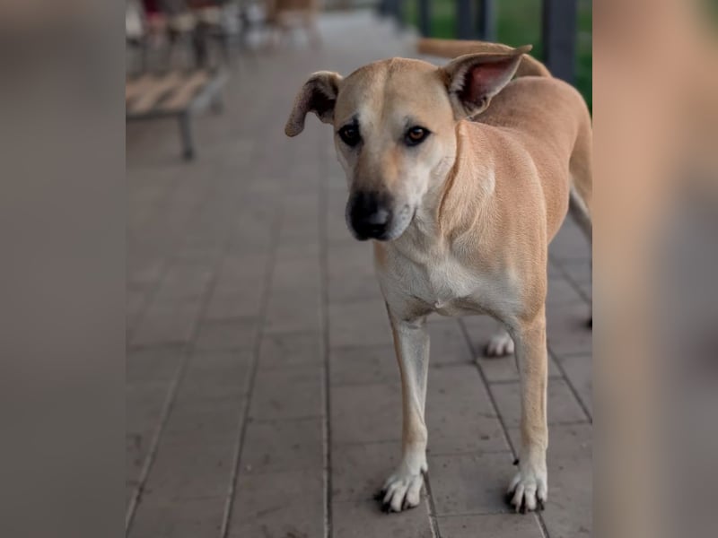 Leni - sehr lieb + sanft