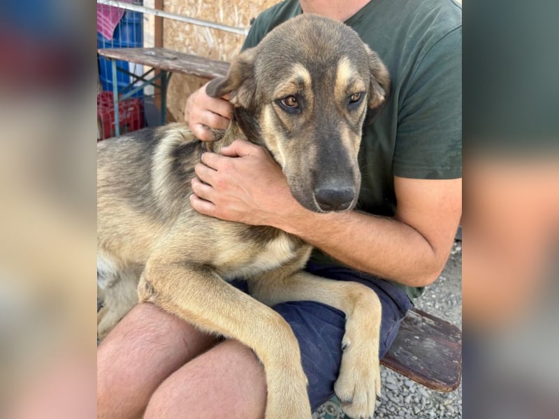 Pedro - Sonnenschein sucht Zuhause