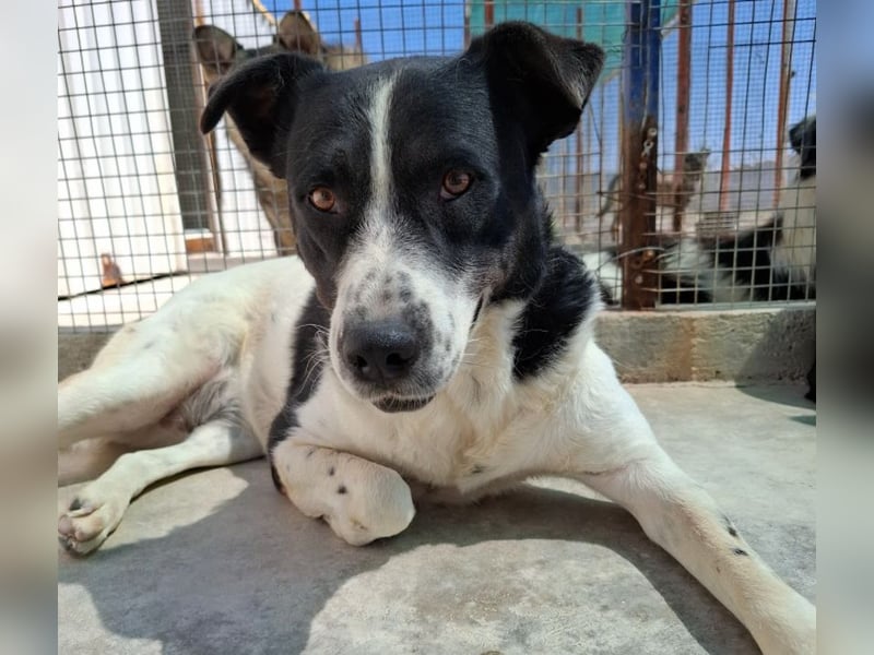 Akira - 4 Jahre, lieb, verschmust, freundlich, verträglich mit Artgenossen