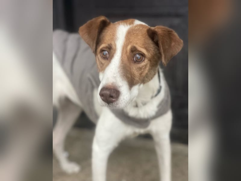 Babette - 3-jährige, liebe, sanfte Hündin mit Diabetes