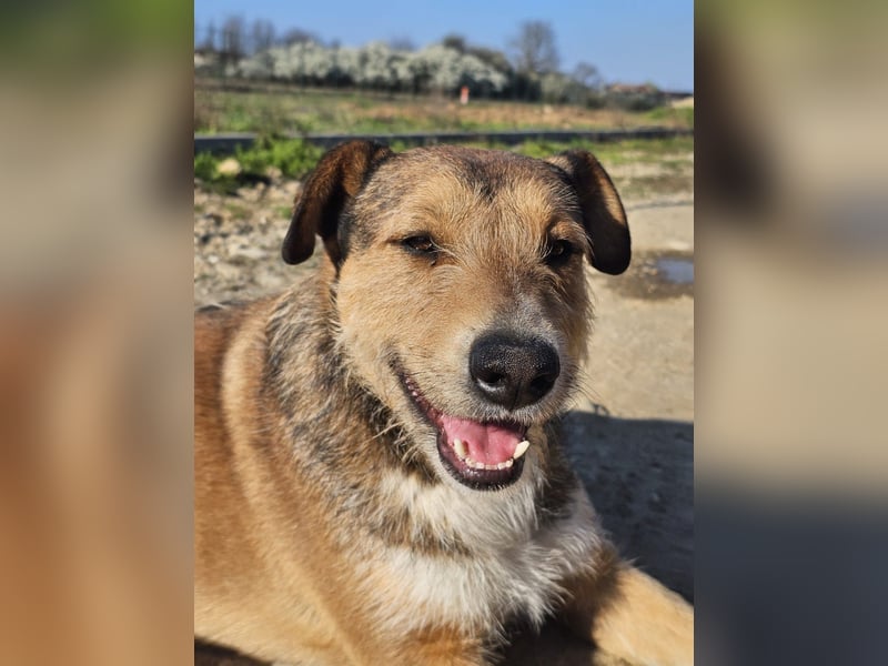 Unglaublich lieber, sanfter Straßenhund Brownie sucht Zuhause