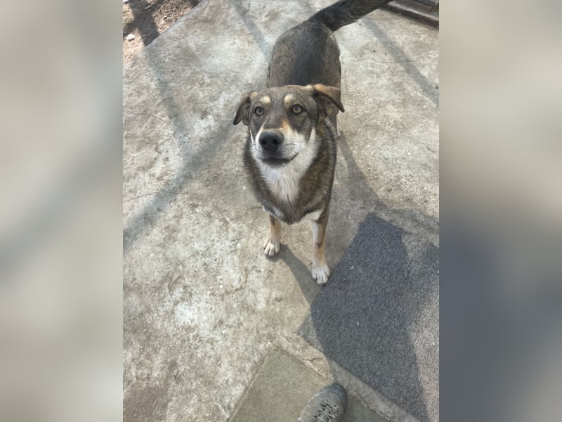 Verschmuster Duke sehnt sich nach Liebe!