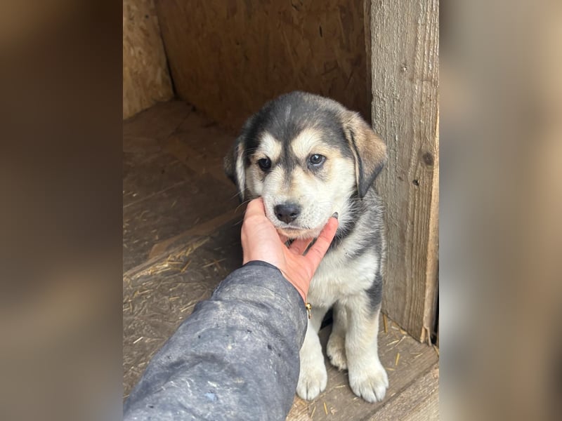 Lucy - liebe, aufgeschlossene, lernfreudige Maus