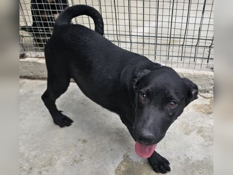 Welpe Blacky - wer gibt einem schwarzen Welpen eine Chance?
