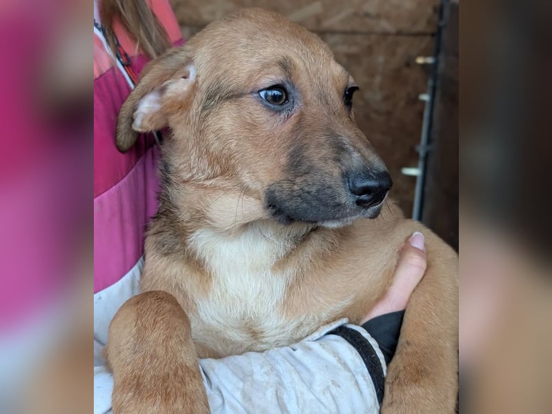 Welpenbub Aury - in 25704 Meldorf