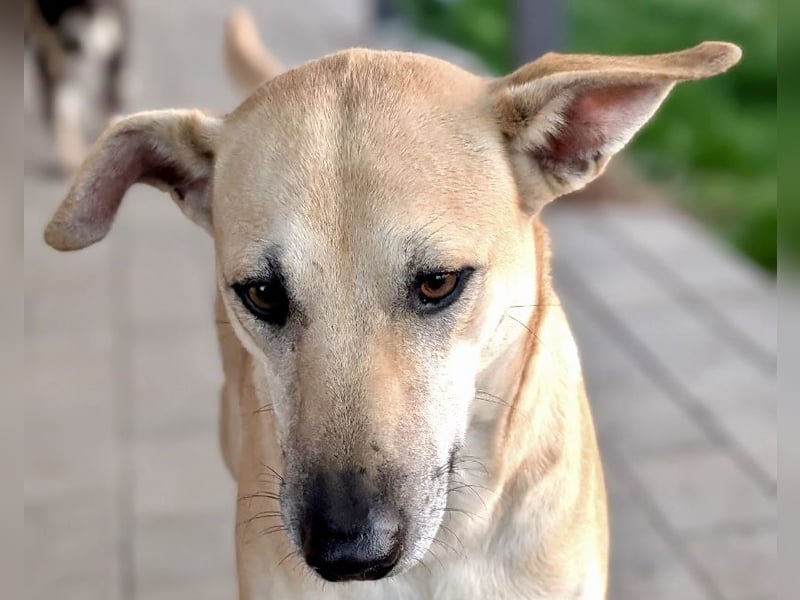 Leni - sehr lieb + sanft