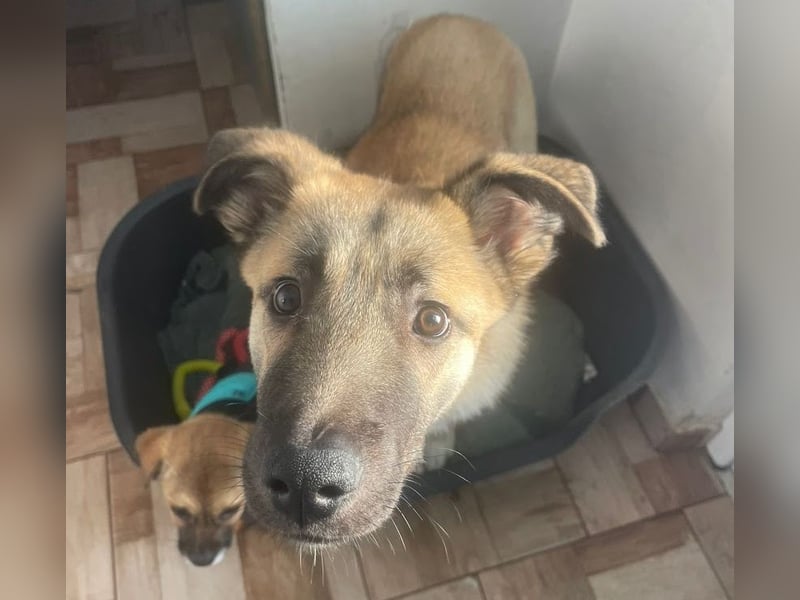 Welpe Samir - angefahren und zurückgelassen