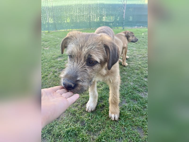 Welpenbub Little Paw (jetzt Tavi)