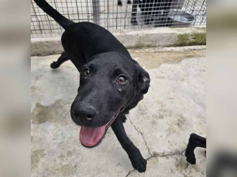 Welpe Blacky - wer gibt einem schwarzen Welpen eine Chance?