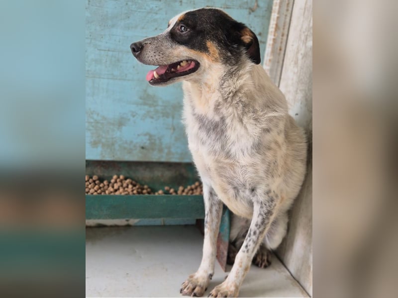 Rasty - schüchterner, 3-jähriger, lieber Rüde sucht ruhiges Zuhause