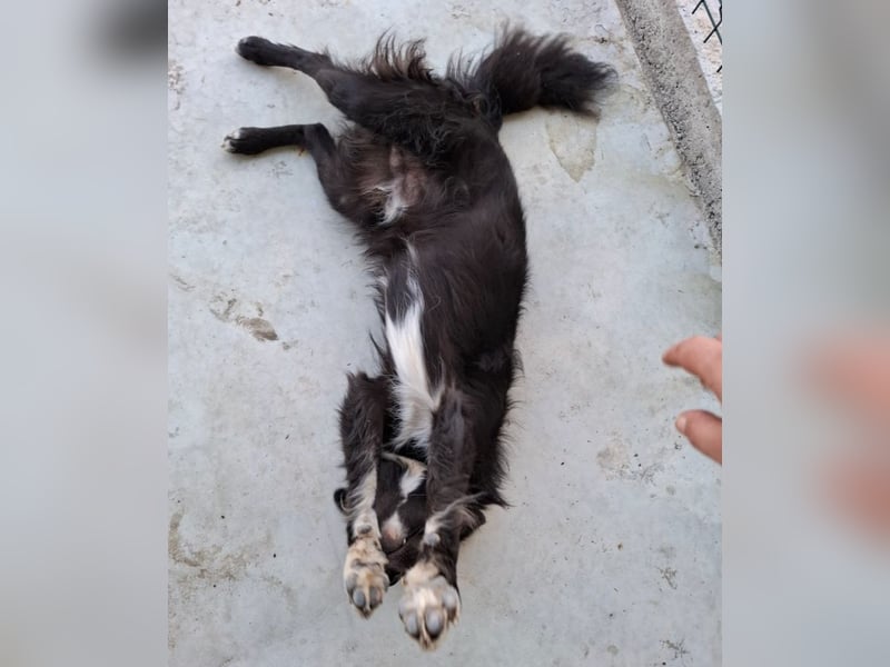 Woody - lieb und anschmiegsam