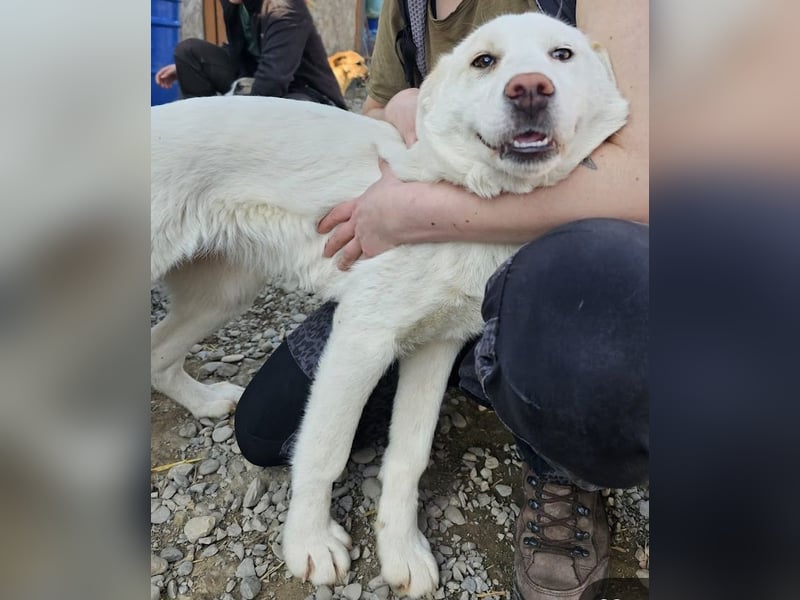 Welpenmädchen Kerry sucht Familie