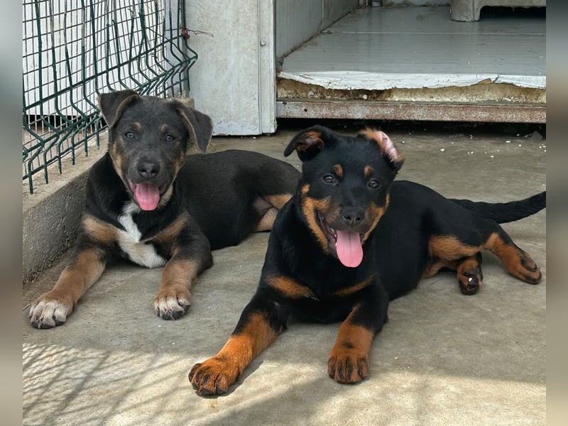 Welpenmädchen Dina sucht Körbchen (D/CH/LUX)