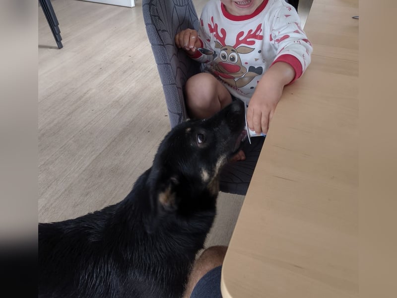 Welpe Leia - kennt Hunde, Katzen, Kinder (Vermittlung D/ LUX/ CH)