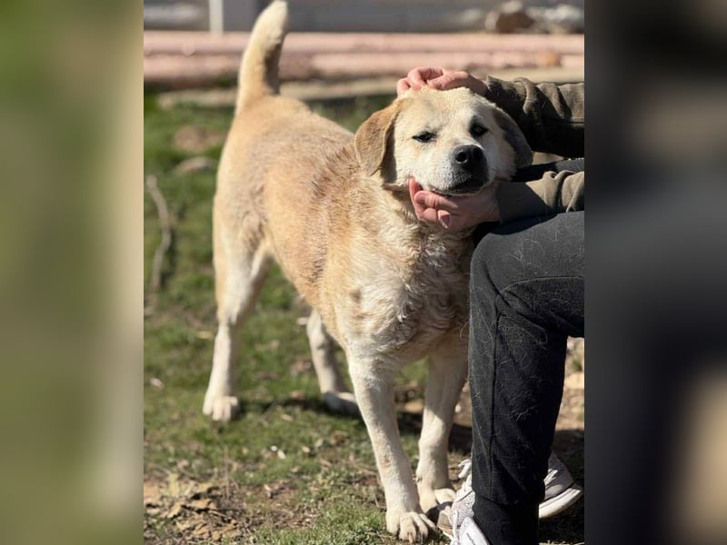 Max - seeehr verschmust u. lieb!