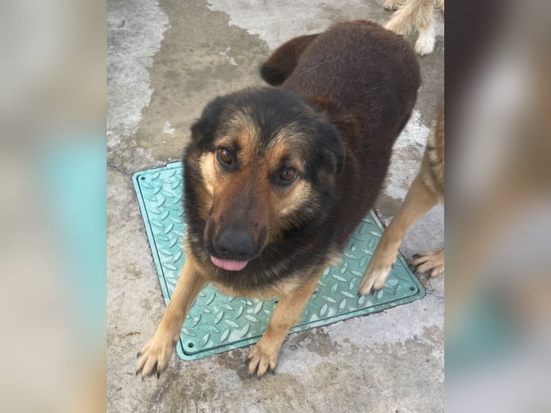 Raya - wartet seit 8 Jahren im Tierheim 