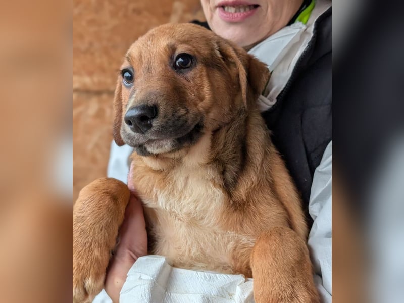 Welpenbub Aury - in 25704 Meldorf