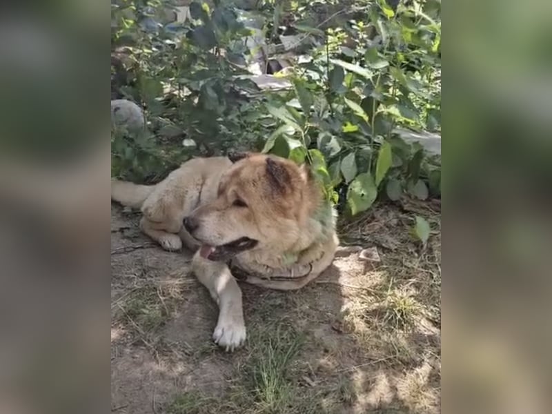SOS Notfall Max sucht dringend Pflege- oder Endstelle